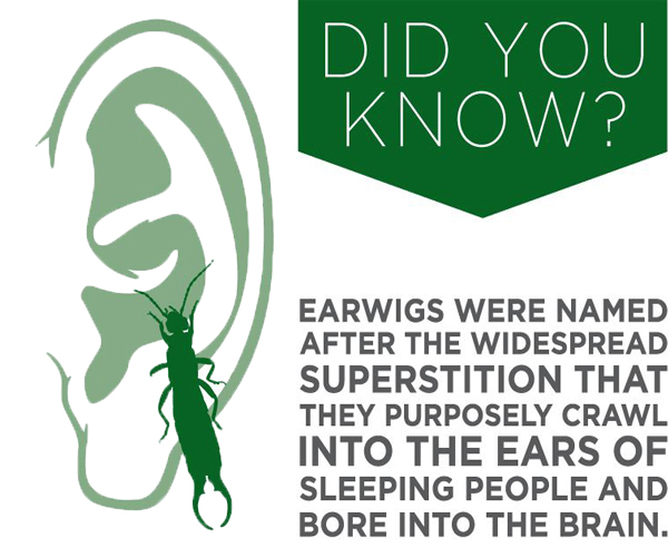 earwig infographic